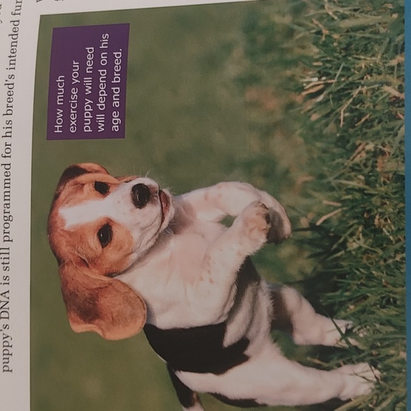 Dog Training Guide Book - Picture 10 of 15